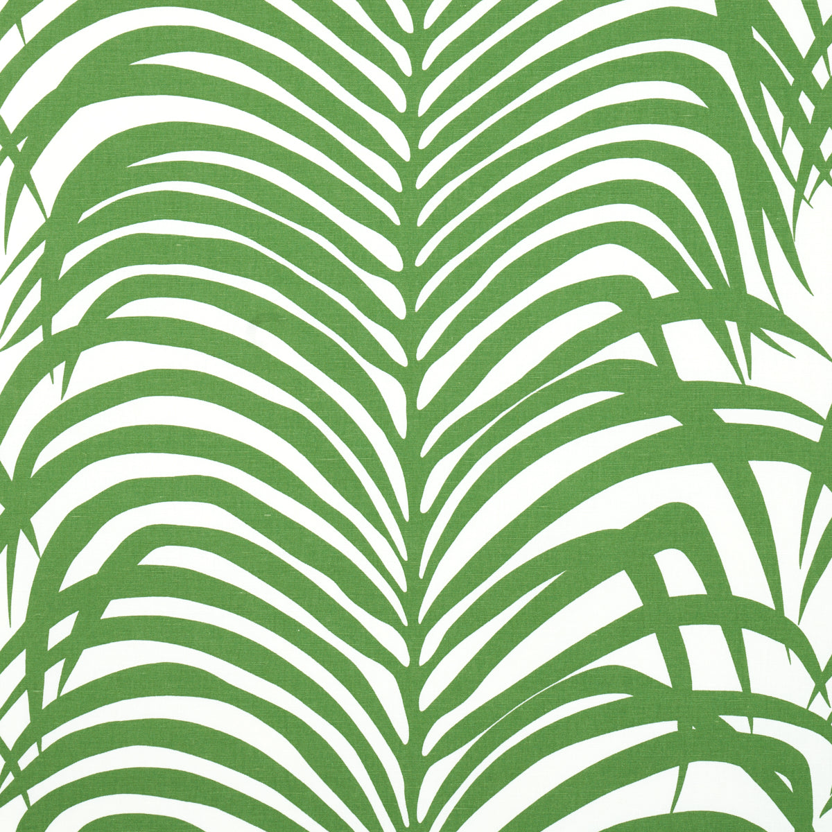 ZEBRA PALM | Jungle