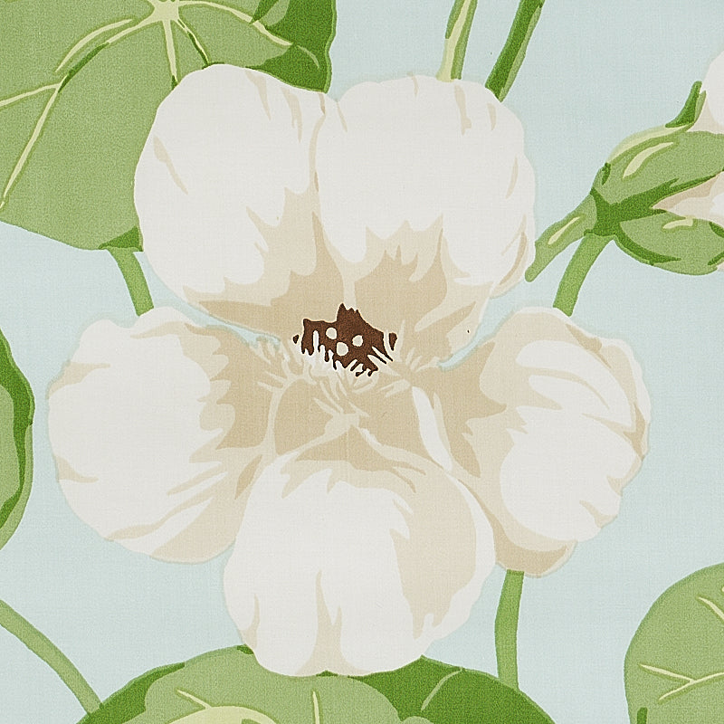 Nasturtium | Sky