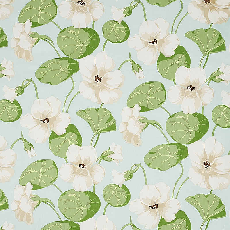 Nasturtium | Sky