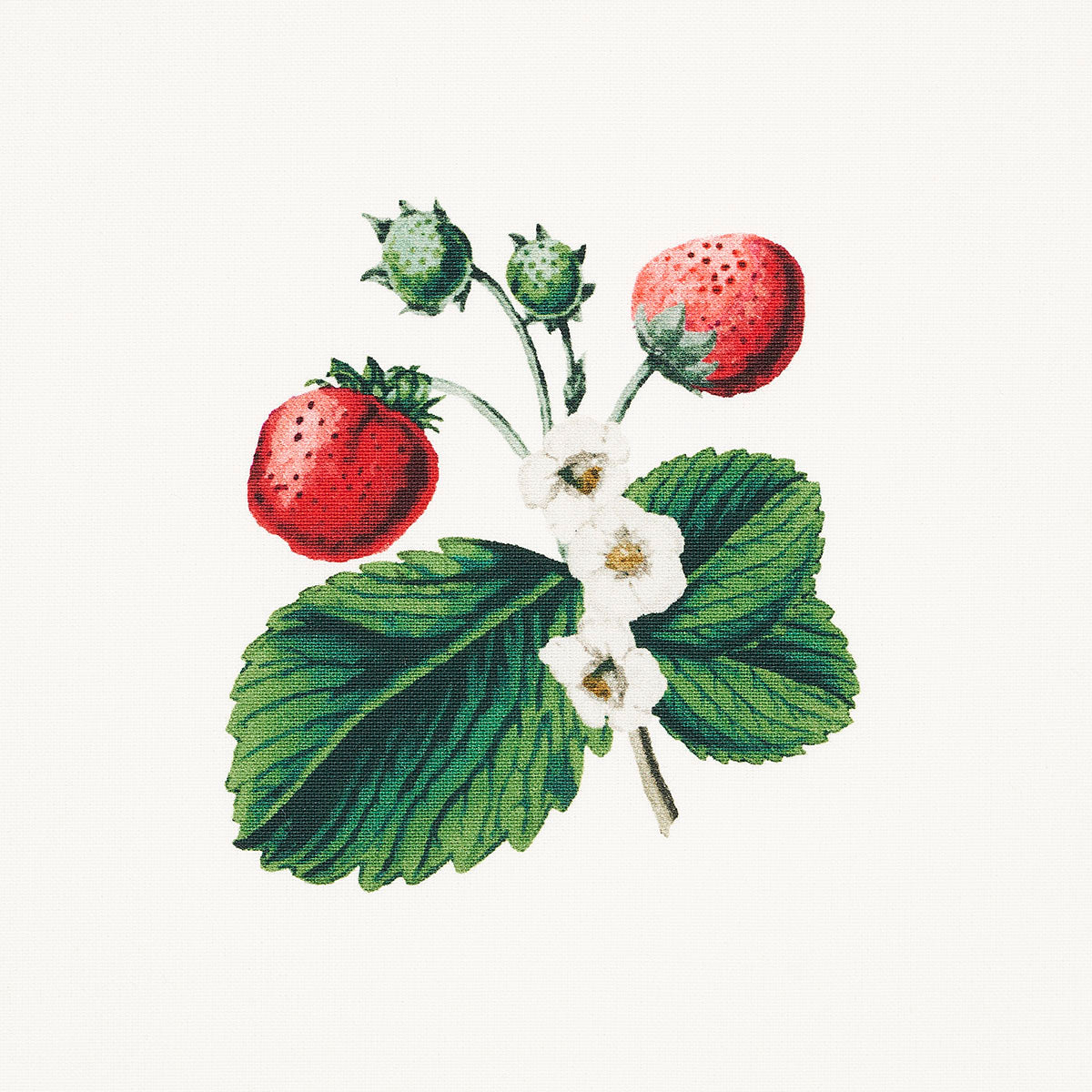 STRAWBERRY HILL | White