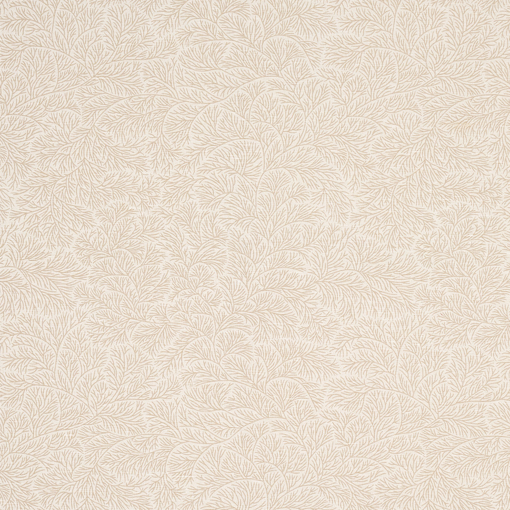 BOUGAINVILLEA | Neutral