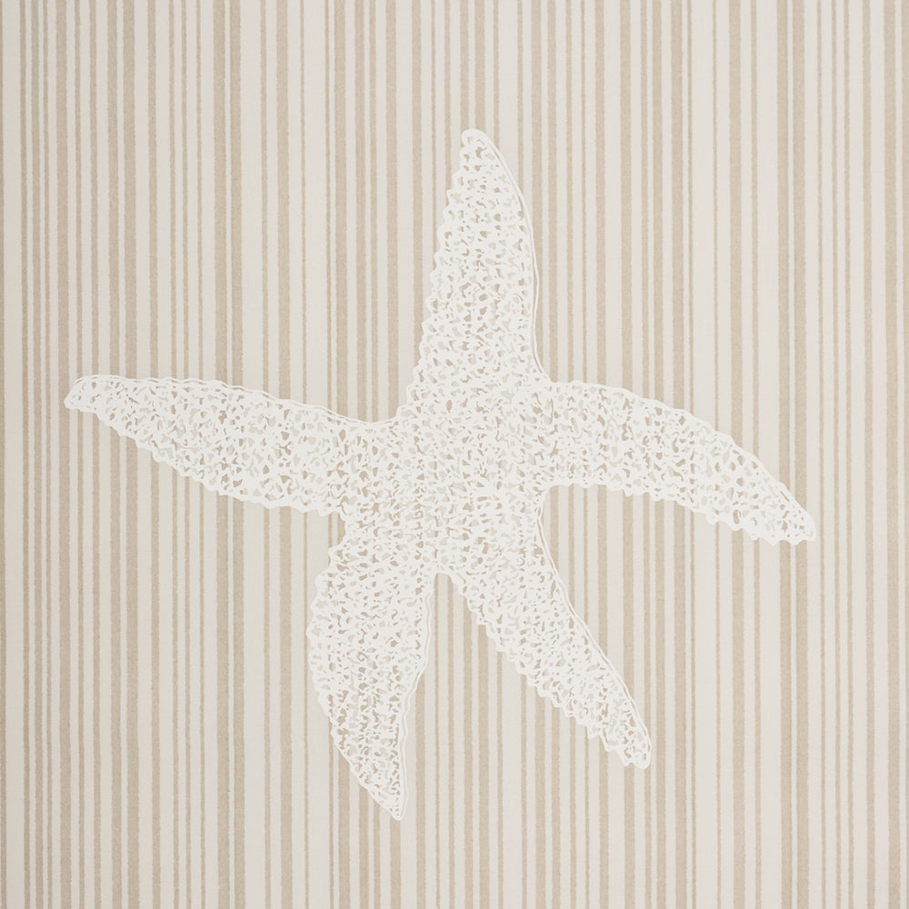 SEASHELLS | Natural