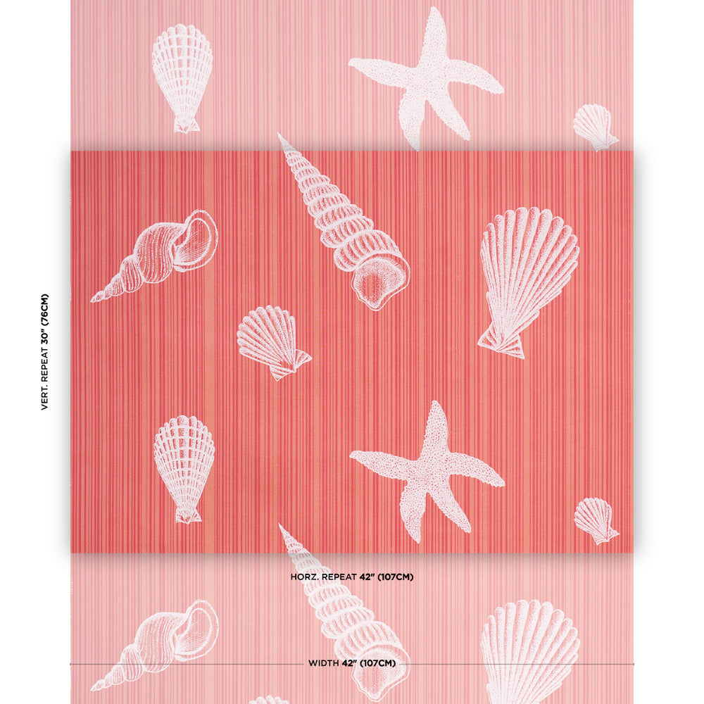 SEASHELLS | Coral