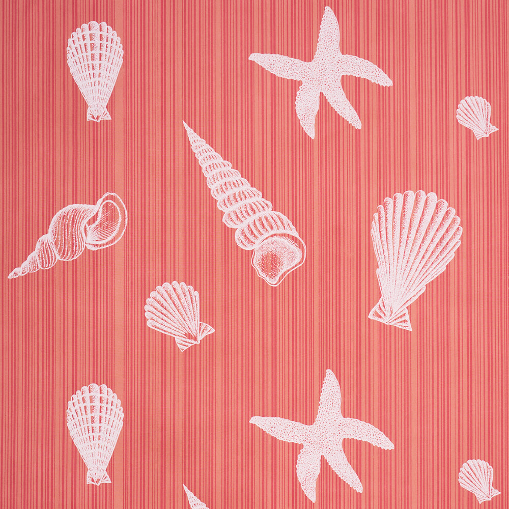 SEASHELLS | Coral