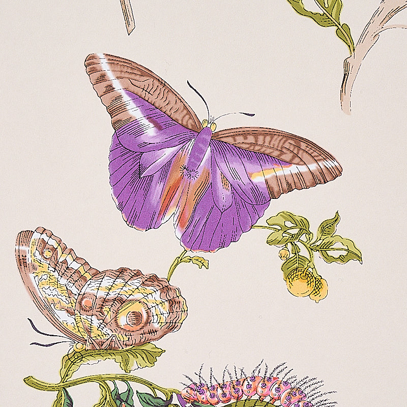 BAUDIN BUTTERFLY | Purple