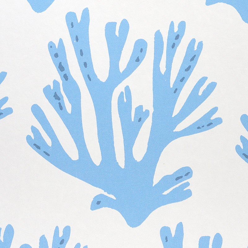 Coral | Blue