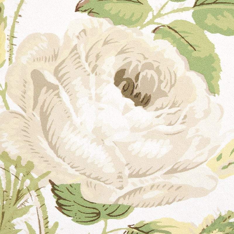 LOUDON ROSE | Ivory