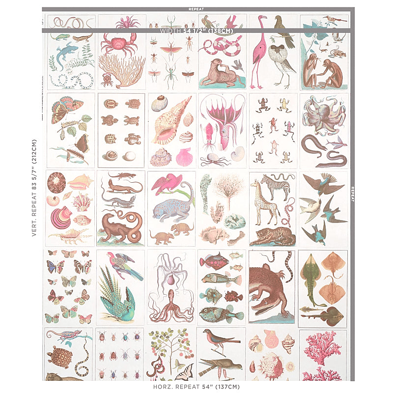 BAUHIN | Soft Multi