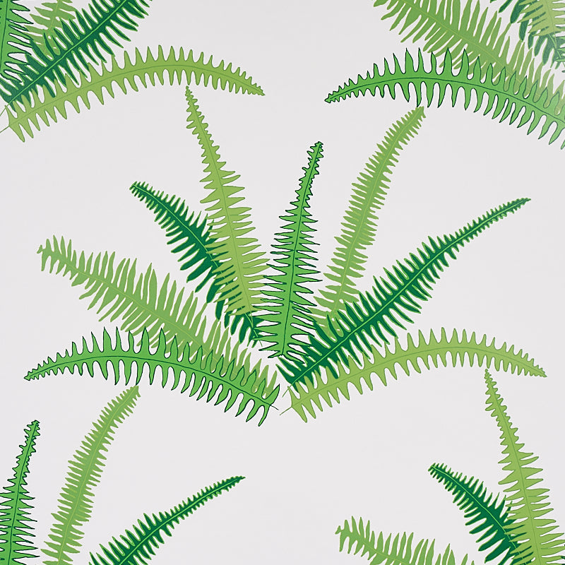 CANYON FERNS | Jungle