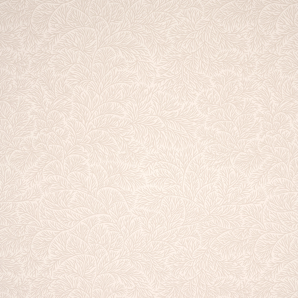 BOUGAINVILLEA | Neutral