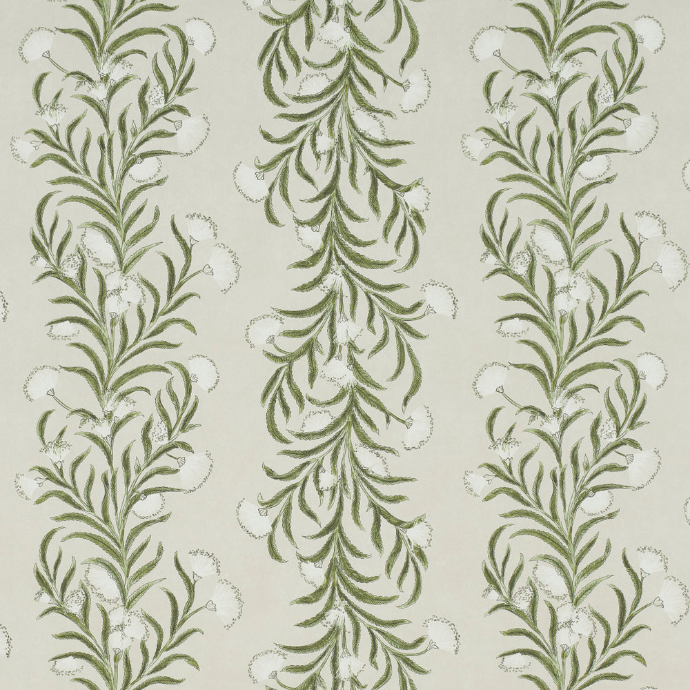 TASMANIAN MIMOSA | Ivory & Green