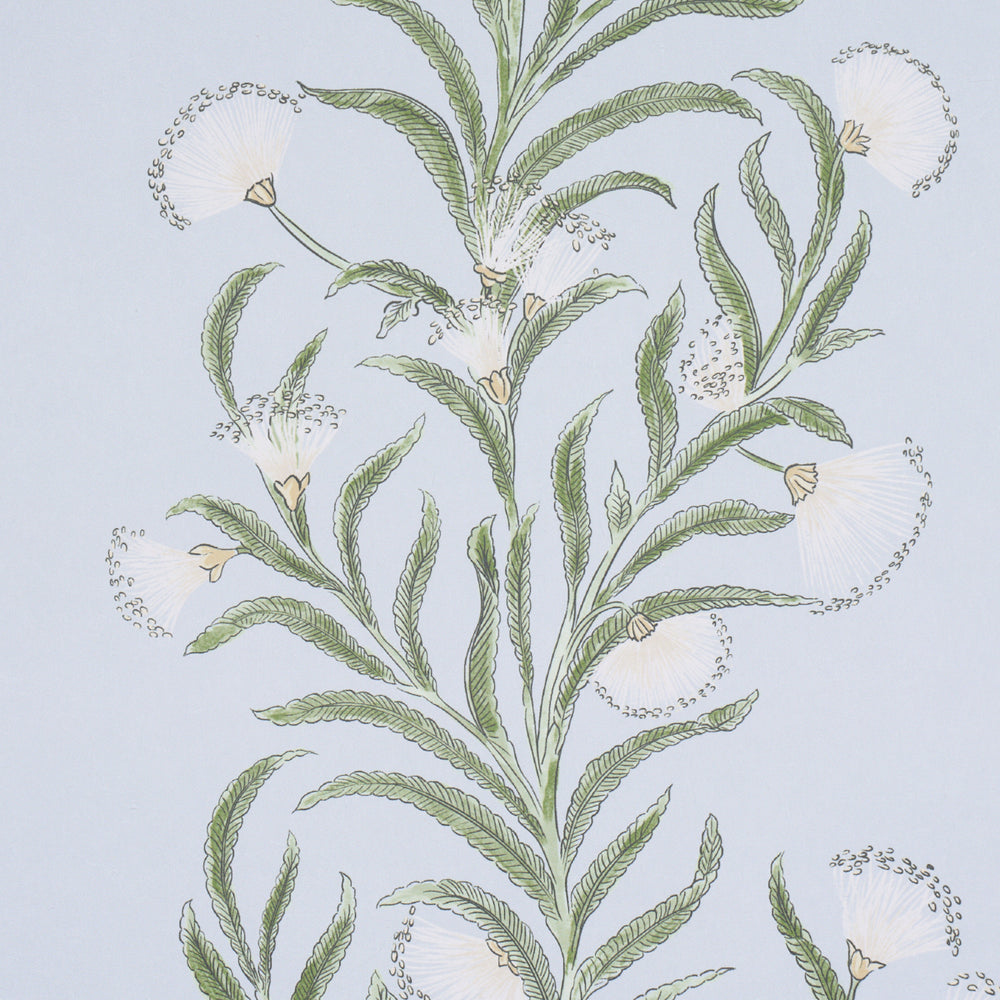 TASMANIAN MIMOSA | Sky