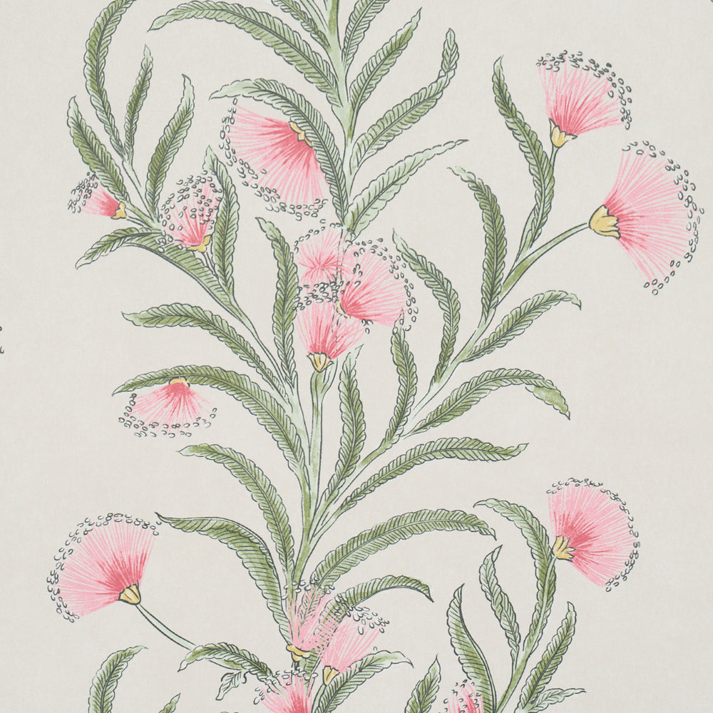TASMANIAN MIMOSA | Petal