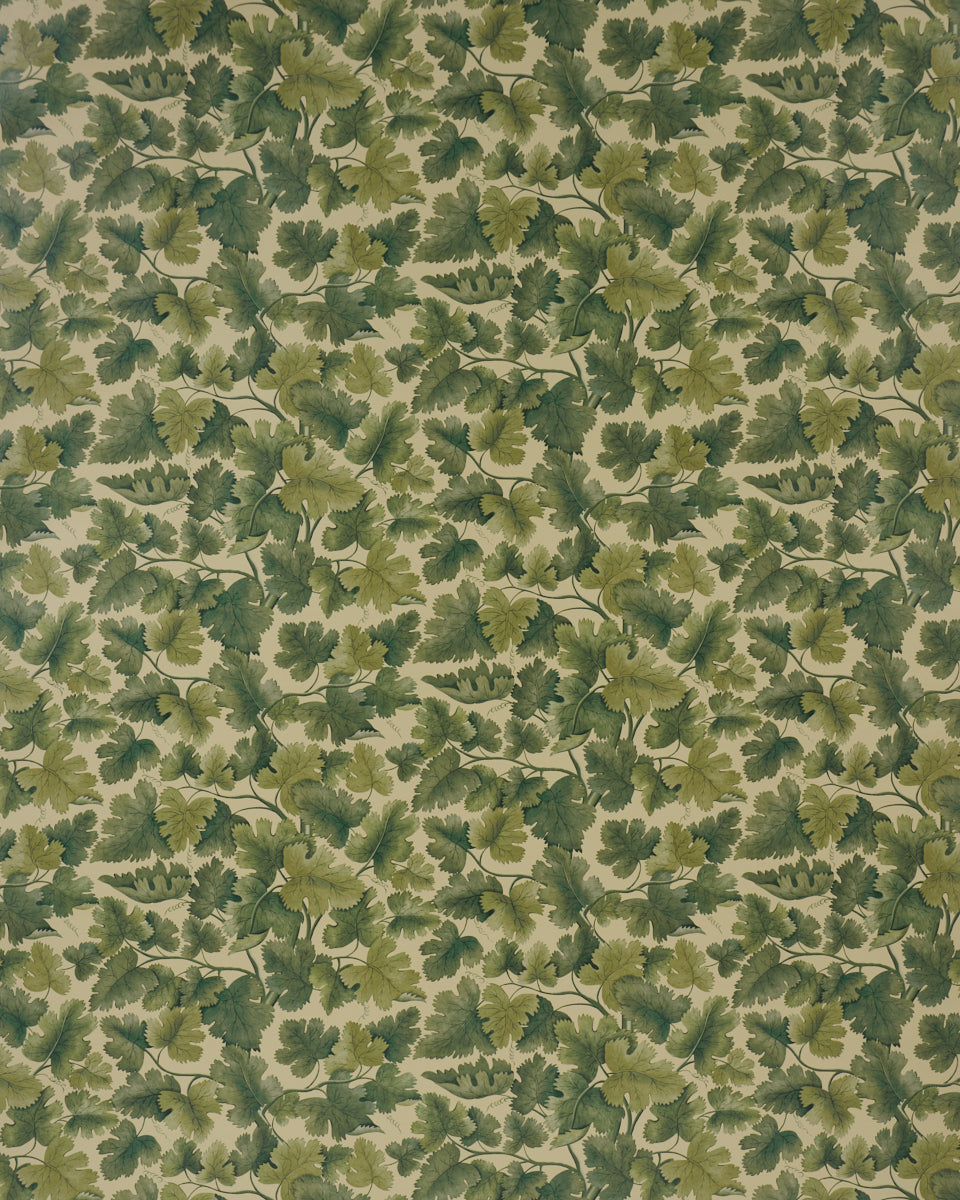 EDINBURGH VINE | Forest