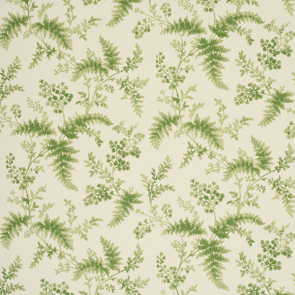 MAIDENHAIR | Moss