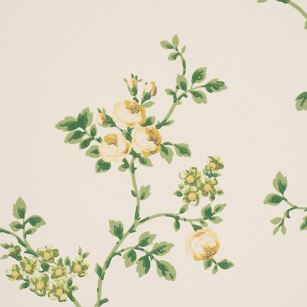 A ROSE IS A ROSE IS A ROSE | Citron