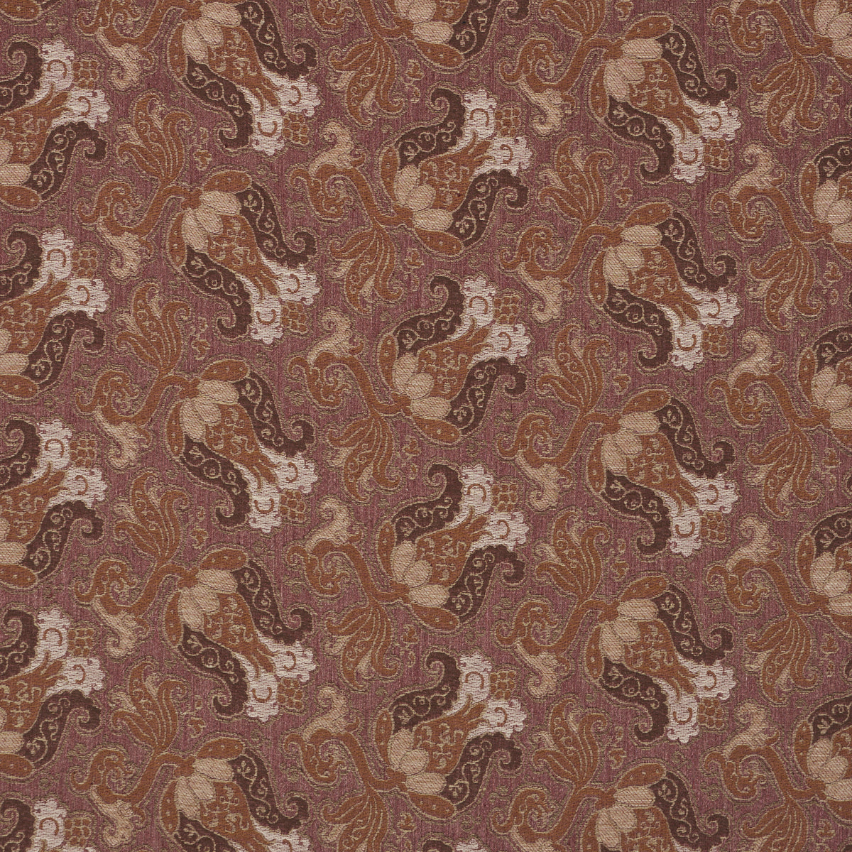 TULIPANO | Orchid